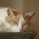 강북24시 N동물의료센터 이미지