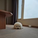 로얄애견 이미지