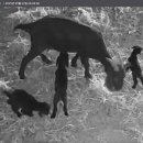 쌍둥이흑염소 이미지