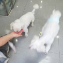 더샵 동물병원 Daum카페