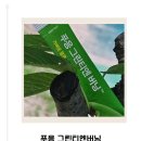 연예인붓기차 추천! 푸응 그린티엔 버닝 아이돌붓기차로 붓기 빼고 가벼운 몸 만들기🍵