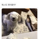 럭키가이 이미지