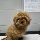 드림펫 동물병원 이미지