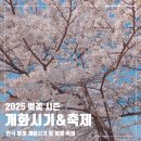 2025년 전국 벚꽃 개화시기 및 벚꽃 축제 정리