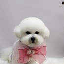 현애견미용실 이미지