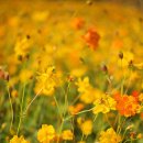 물결속으로 | 2025 창릉천 코스모스 축제 후기 – 황화코스모스의 물결 속으로