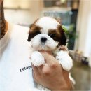 마리켄넬 이미지