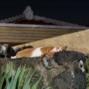 옹포소녀 이미지