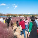 경주 첨성대 핑크뮬리 가을 명소 여행지 가볼만한곳 이미지