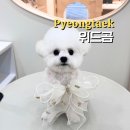 위드곰 이미지