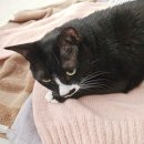 수정세탁 | 니드모어 스웨터 완성 후기 F.O.(솜솜뜨개 프빌 2합) 세탁매직!