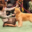 에코 켄넬 이미지