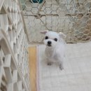 다온애견미용 이미지