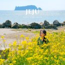 네모2 | 제주 서귀포 속골유원지 숨은 유채꽃 명소 개화상태