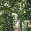 캠퍼스 | 치앙마이 대학교 캠퍼스 후기 | 앙깨우 저수지 &amp; 정문 야시장 리뷰 (가는 방법·셔틀버스 정보)