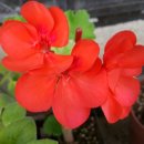 레드폭스 이미지