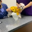 다은동물병원 이미지