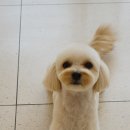 그루밍부스 이미지