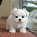 광주강아지분양 고양이분양 미유펫 본점 이미지