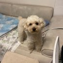 [Daily] 7월 모음집 (진격의거인전시회/카스팝업/모란성지술례bar...)