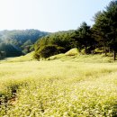 메밀꽃회관 이미지