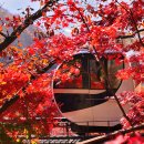 화담숲-단풍축제에 다녀왔습니다 2025.11.12 이미지