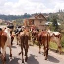 암소농장 이미지