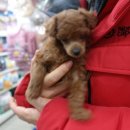 안양펫애견용품할인마트 이미지