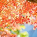 다리섬카페 이미지