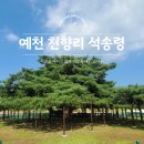 예천 석송령 소나무 부자나무 입장료 주차 가볼만한곳 예천8경