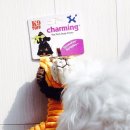 챠밍애견 이미지