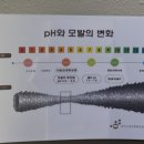 머리하는;봄