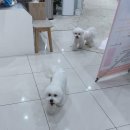 봉봉애견 이미지