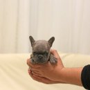 블루켄넬 이미지