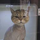 고양이 발바닥 | 청주 고양이미용 전문샵, 고양이발바닥 다녀온 후기