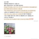 레드사 - 전주시 완산구 꽃밭정로 18 | [마감]이너그램라또블,피부영양제,이너그램콜라겐525,콜라겐추천,콜라겐,피부콜라겐,히알루론산...