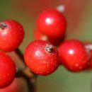 하늘빛으로 물든새 이미지