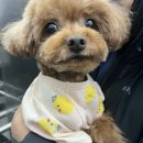 친절한애견미용실 이미지