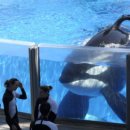 (LW-예술/취미/종교) Information about Whales Held in Captivity Helps Wild Orcas 이미지