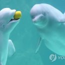벨루가 디지털타임스