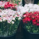 장안꽃시장 이미지