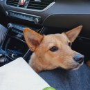 딩가댕가 이미지