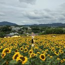 CU함안산업단지점 | [경남 함안] 제 14회 강주 해바라기 축제 기간 주차장...개화현황 방문 후기 (2026.06.21(일)방문)