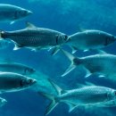 진선미토굴새우젓 이미지