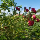 정열농장 이미지