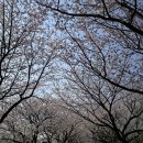 동수원합동공인중개사사무소 | 벚꽃이 춤추는 수원의 봄 그 특별한 이야기