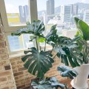 산야초가든 | 스마트스토어 6월 포토 후기 만원 이벤트 당첨자 관엽...코코피트 해충방지 끈끈이 트랩 산야초 분변토가든