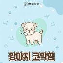 구미옥계동물병원 | 구미옥계동물병원 강아지 코막힘 꼭 체크하세요