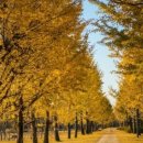 방학동 은행나무 이미지