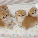 달보드레/루체레 이미지